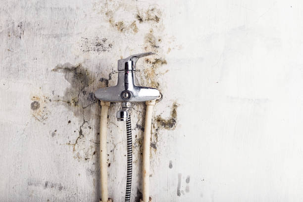 Best Mold Removal Near Me  in Delafield, WI