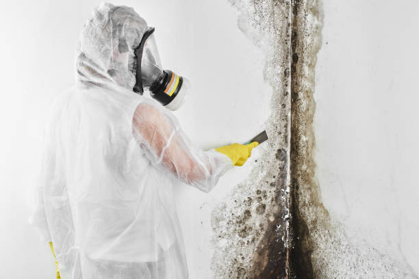 Best Black Mold Removal  in Delafield, WI