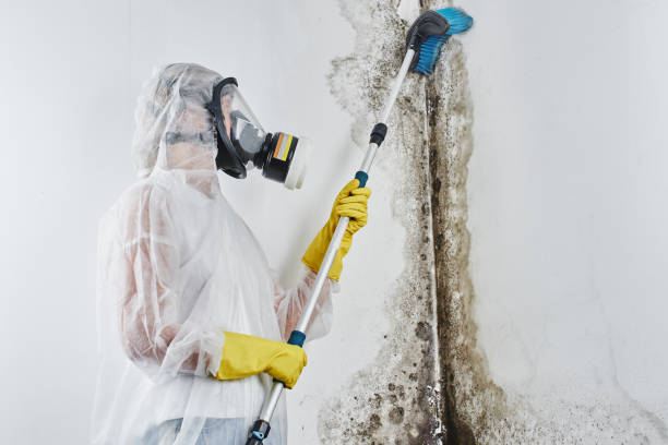 Best Attic Mold Removal  in Delafield, WI