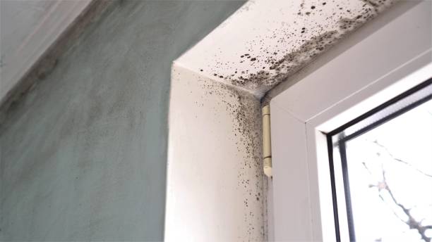 Best Attic Mold Removal  in Delafield, WI