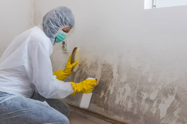 Best Mold Removal and Inspection  in Delafield, WI