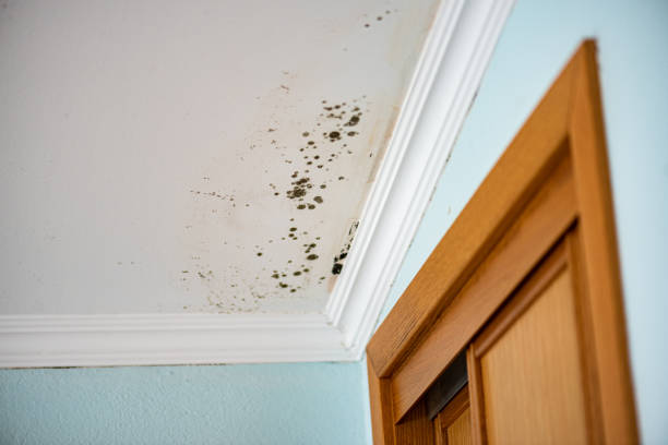 Best Toxic Mold Removal  in Delafield, WI