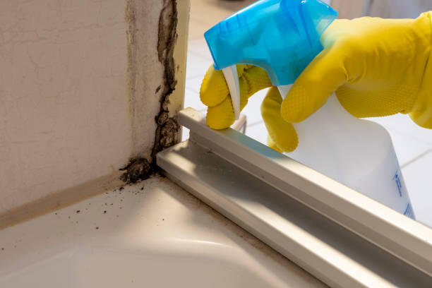 Best Residential Mold Removal  in Delafield, WI