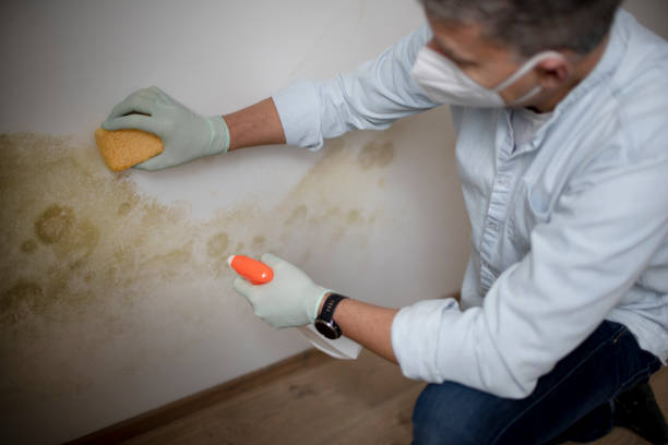 Best Commercial Mold Removal  in Delafield, WI