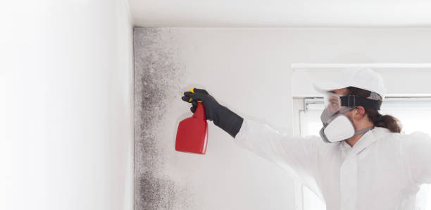 Best Mold Removal Specialists  in Delafield, WI