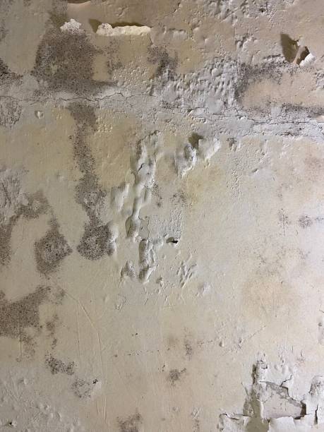 Mold Testing and Removal in Delafield, WI