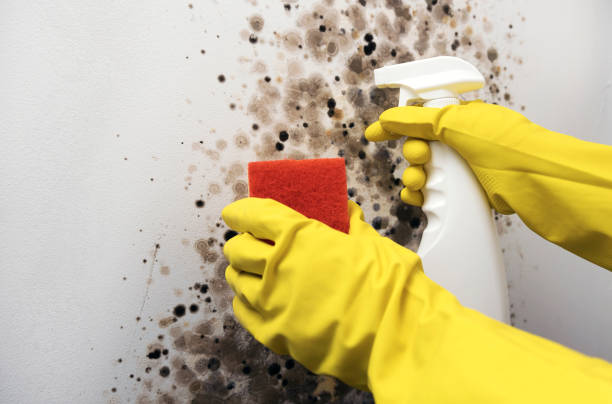 Best Emergency Mold Removal  in Delafield, WI