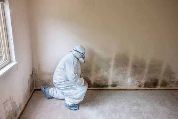 Best Local Mold Removal Service  in Delafield, WI