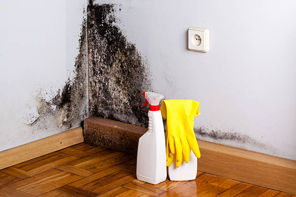 Best Toxic Mold Removal  in Delafield, WI