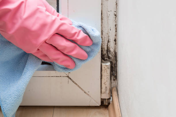 Best Office Mold Removal Services  in Delafield, WI