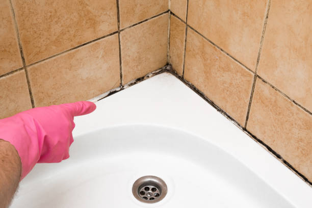 Best Crawl Space Mold Removal  in Delafield, WI