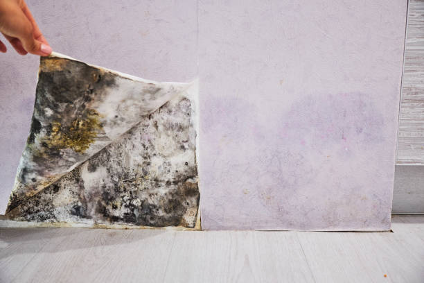 Best Water Damage Restoration  in Delafield, WI